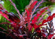 Aquarium:  5x Hygrophila Pinnatifida - WINTERSALE!! 🐠🌱