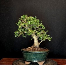 BONSAI CHINESISCHE ULME ULMUS