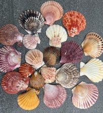 25x Jakobsmuscheln bunt – Deko Muscheln Schalen, Florida Calico Scallops