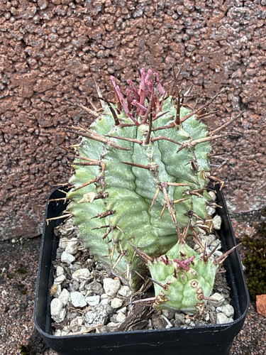 Euphorbia horrida hoch - euphorbia, 10