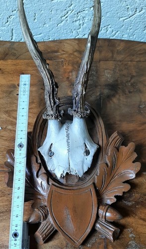 Rehbock trophäenschild - rehbock,