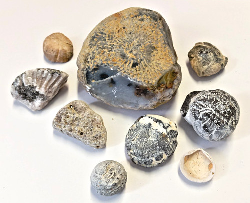 Fossilien sammlung fund 1984 - sammlung,