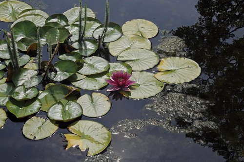 Burgundi princess seerose - princess,