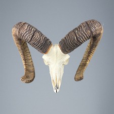 015MU Mufflon jagdtrophae, Wildschaf, Horn 87-85cm C.24cm DE 