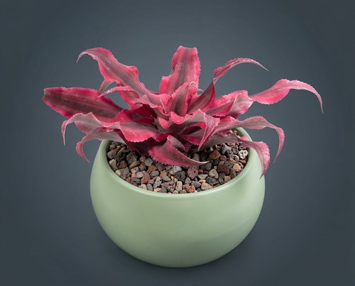 Cryptanthus bivittatus