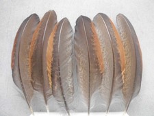 8  Fasanen-Federn vom