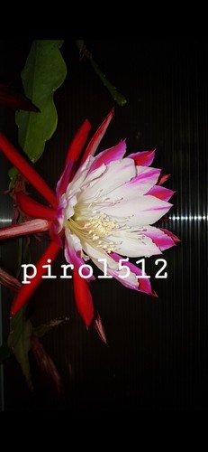 Clown epiphyllum blattkakteen - ,