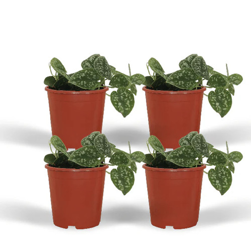 Efeutute scindapsus pictus - scindapsus,