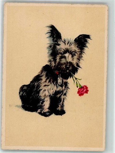 Scottish terrier kleiner hund - scottish,