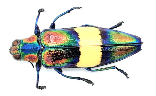 Buprestidae chrysochroa - buprestidae,,