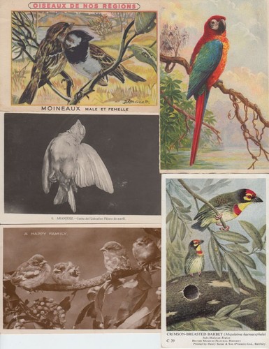 Vögel 211 vintage - vÖgel,