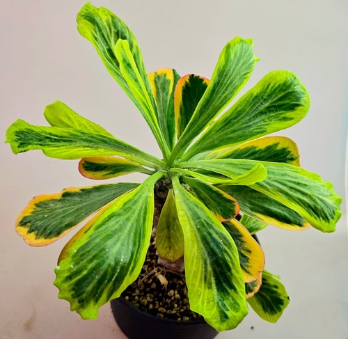 Euphorbia poissonii variegata - poissonii,