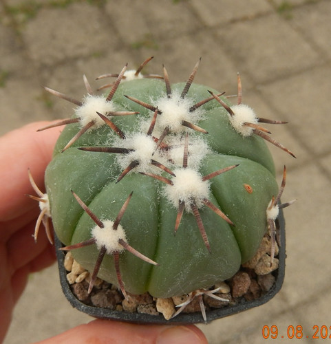 Echinocactus horizonthalonius