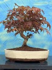 Joe Bonsai Acer Palmatum