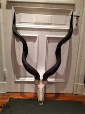 großes Geweih Antilope Afrika Kudo Antilope