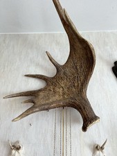 Wanduhr auf Elchgeweih