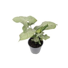 Syngonium Milk Confetti