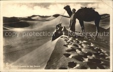 Kamel  Camel Chameau Egypt