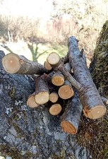 1 Kg Apfelholz für Nager