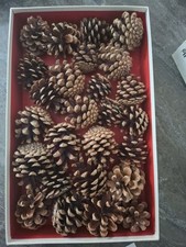 Kiefernzapfen 26 Stück, Höhe