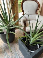 Riesige Aloe Vera Pflanze 80