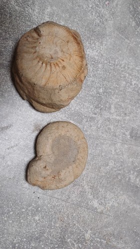 Versteinerte schnecken - versteinerte,