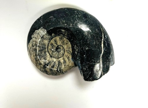 Fm0021 goniatit ammonit fossil - ammonit,