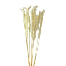 Pampasgras getrocknet