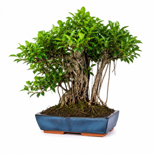 Ficus retusa bonsai - ficus,