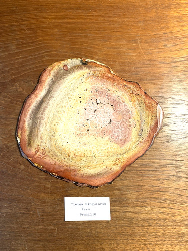 Versteinertes holz 18 - holz,, ×