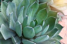 SAMEN Silberblatt-Agave hat