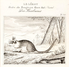 Haselmaus Maus Original