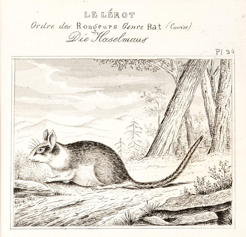 Haselmaus maus original - maus,