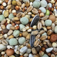 Paloma - Nr.48 Super Zucht u