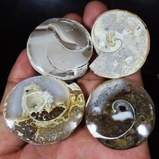 352.75 Cts Natürlich Fossil