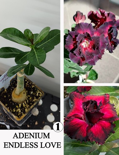 Adenium endless love - adenium,