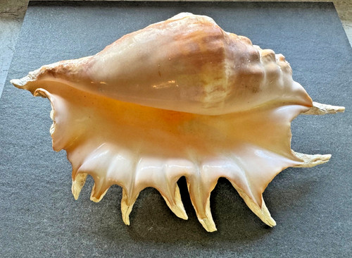 Lambis große - 2x,