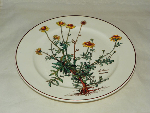 Speiseteller mit wurzel cm - 24,