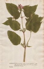 Galeopsis tetrahit hempnettle