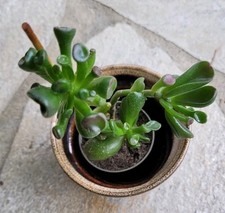 Crassula Gollum 15cm Bonsai Geldbaum Bio Affenbrotbaum mit Übertopf 