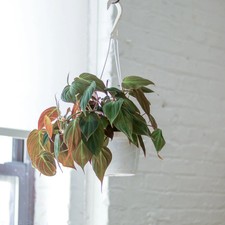 Philodendron micans- Velvet