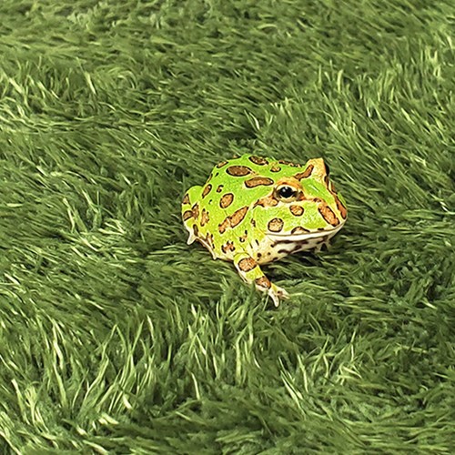 Pcs reptilien teppich - reptilien,