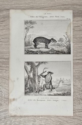 Buffon original kupferstich - kupferstich, um
