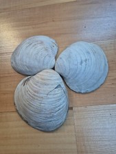3 x riesen  Muscheln