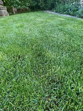 ROOTS Exklusiver mediterraner Trockenrasen Rasensamen 10 kg "NEU" aus den USA 