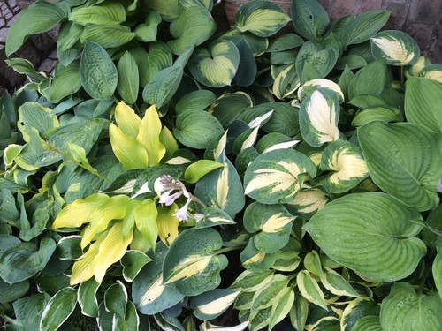 Wunderschöner hosta - wunderschöner, (funkien)