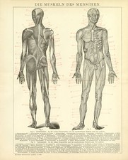 Mensch muskeln anatomie - mensch,