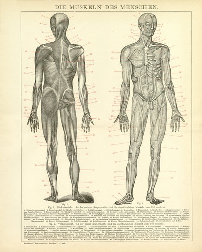 Mensch muskeln anatomie - mensch,