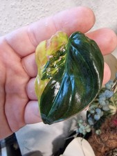 Philodendron Micans Aurea