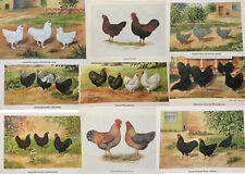 Geschenkidee Geflügel-Züchter nostalgische Kunstdrucke gerahmt - Zwerghühner II